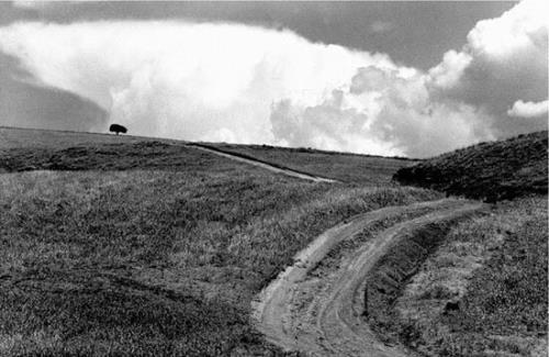 نمایش عکس های زیست محیطی از کیارستمی، کیانیان و ۸ هنرمند دیگر