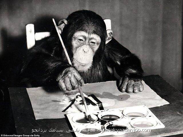 مزایده نقاشی های شامپانزه هنرمند!
