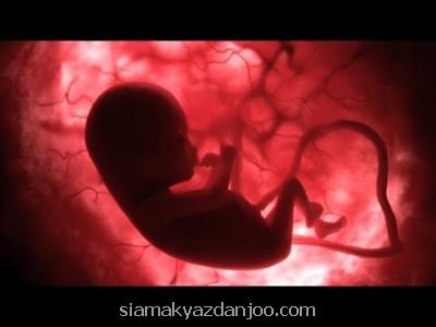 نمایشگاهی از تصاویر 1000 جنین